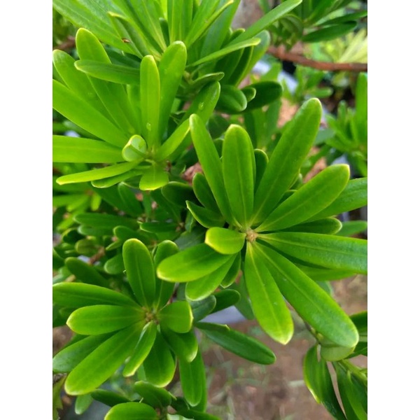 2 entres lohansung cincauan 3k