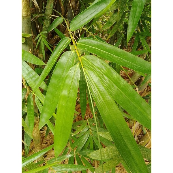 

Daun Bambu Segar Fresh/Pembungkus Makanan Bakcang