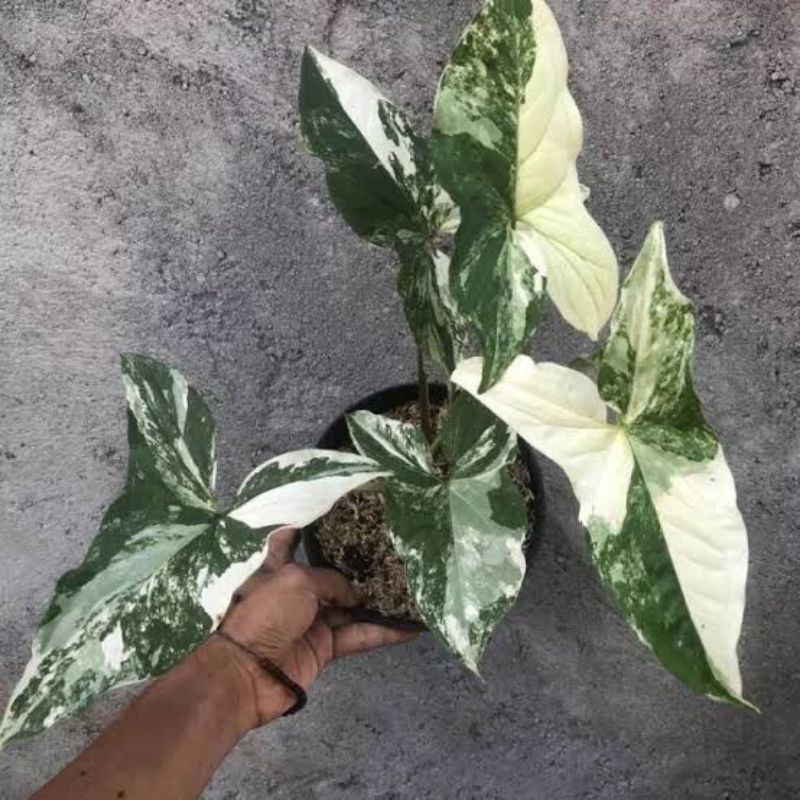 tanaman syngonium varigata/variegata - tanaman hias meja - Termurah