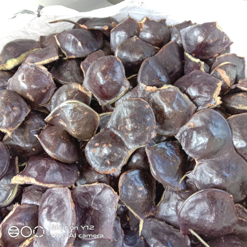 

JENGKOL MUDAH BUAT LALAP MAKAN 1 KG