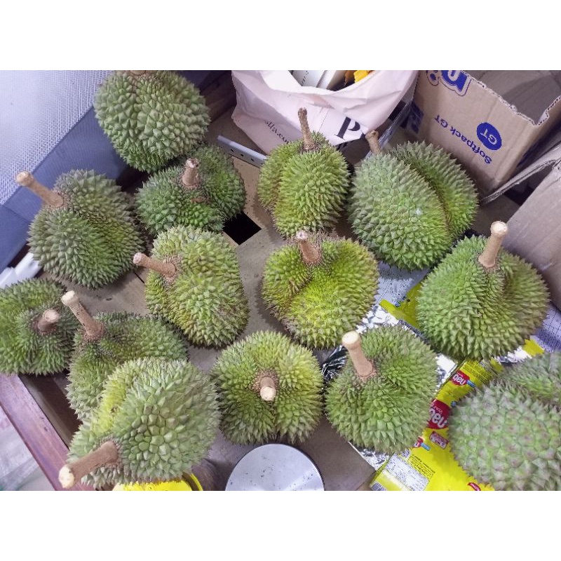 

DURIAN PROMO DIOBRAL, JATUH DARI POHON