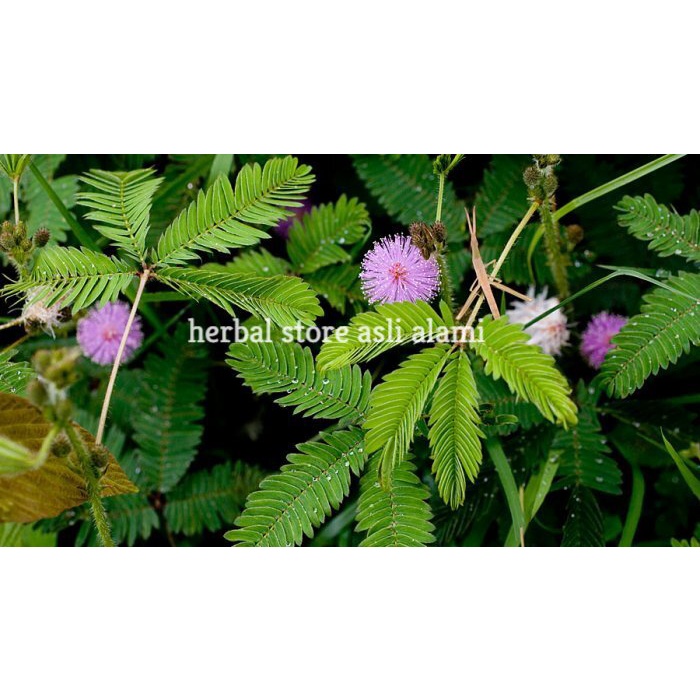 

herbal daun putri malu segar/cucuk riut segar