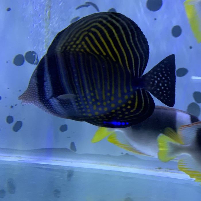 IKAN HIAS AIR LAUT KERANJANG PADANG ASLI