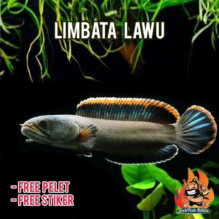 channa  limbata lawu BONUS PELET rim merah tebal bahan kontes grade A++