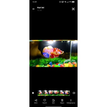 cupang yellow base multicolour galaxy plakat