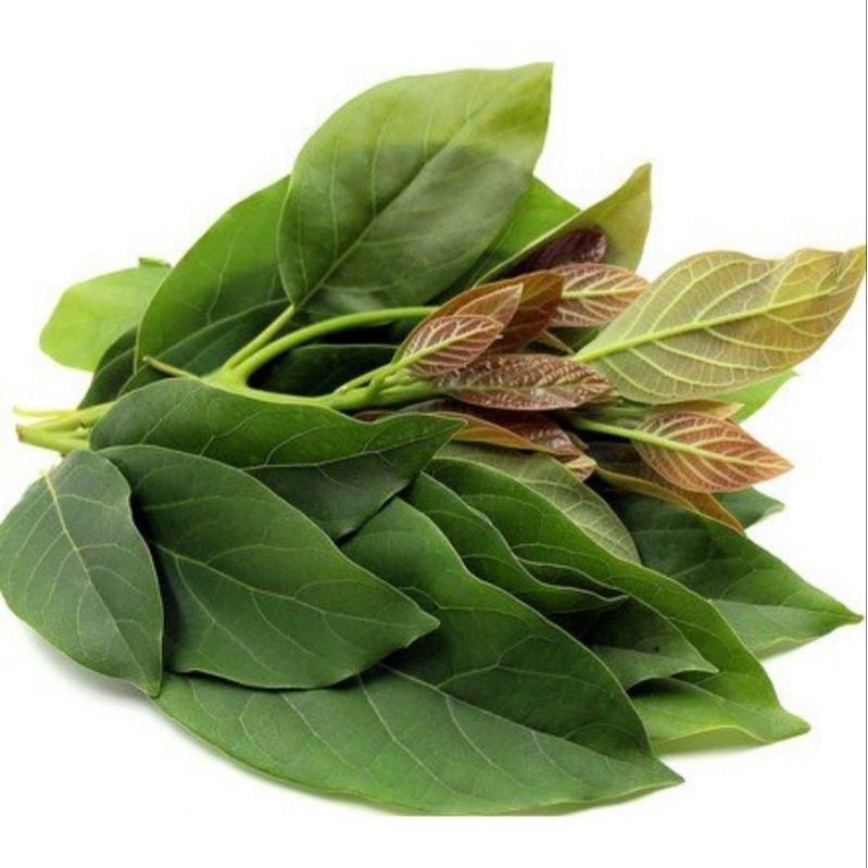 

Daun alpukat fresh