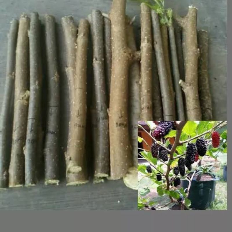 STEK BATANG BUAH MURBEI ISI 10 BATANG FRESH TANAMAN LONG MURBEI