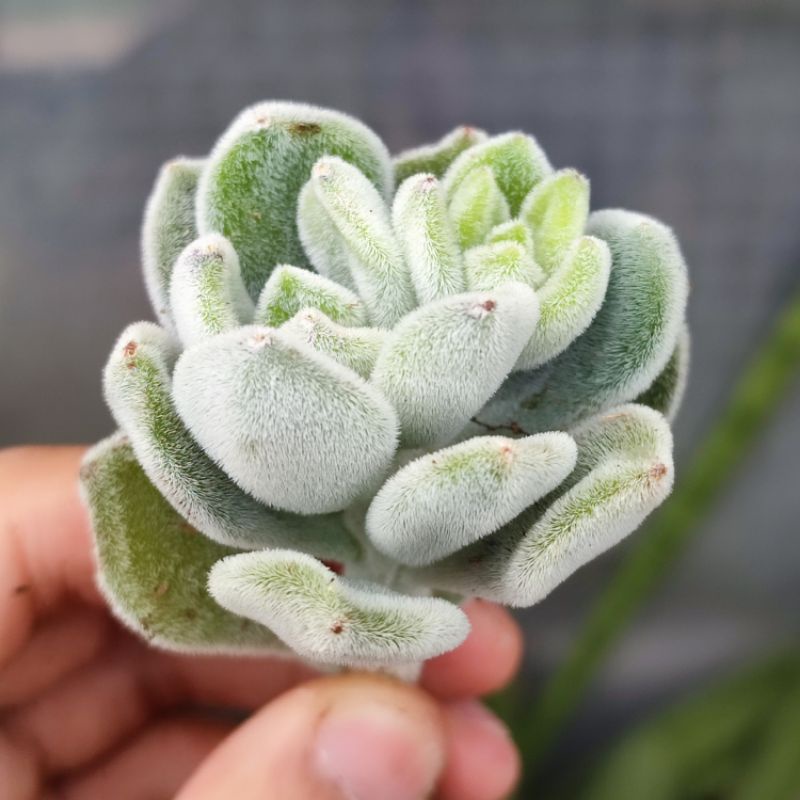 Sukulen Echeveria Pulvinata Frosty