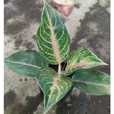 Tanaman Hias Bunga Algonema Red Panama