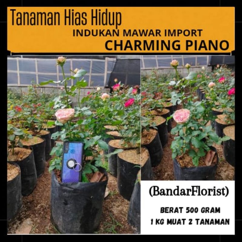 Mawar Indukan Import Charming piano - Indukan mawar import-Tanaman hidup