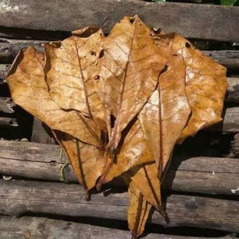 DAUN ASLI Daun Ketapang Ketapang daun Ketapang kering daun cupang daun Ketapang cupang Ketapang keri