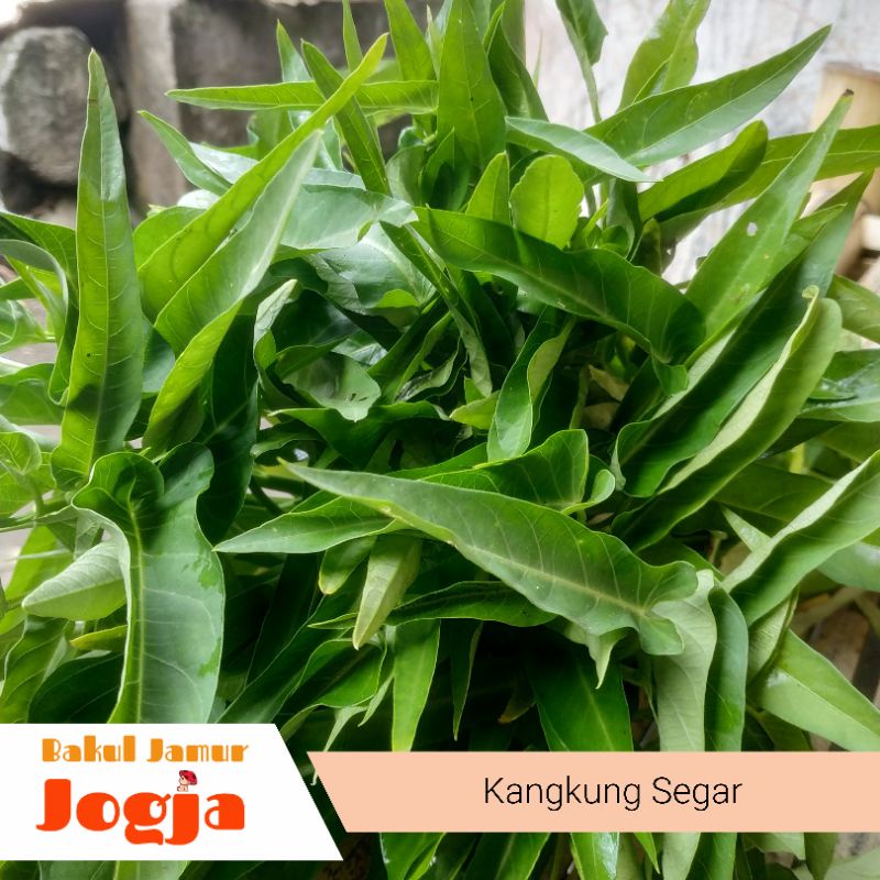 

SAYUR KANGKUNG SEGAR (1 ikat)