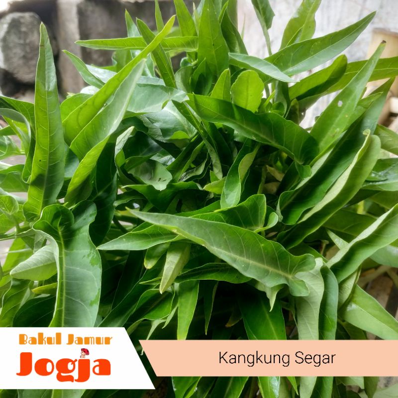 Jual Sayur Kangkung Segar 1 Ikat Shopee Indonesia