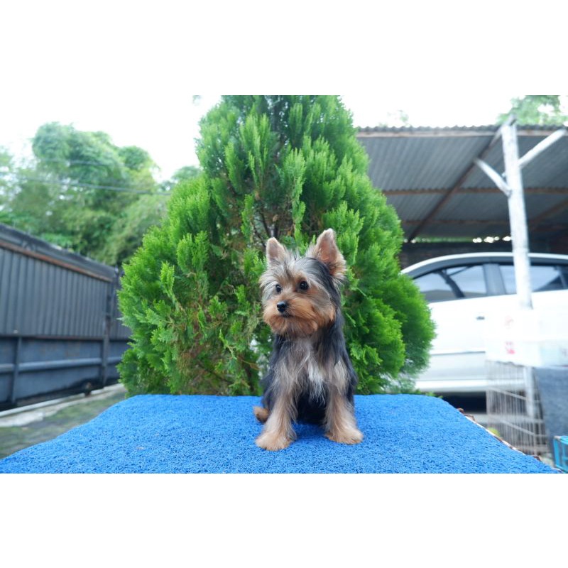yorkshire terrier