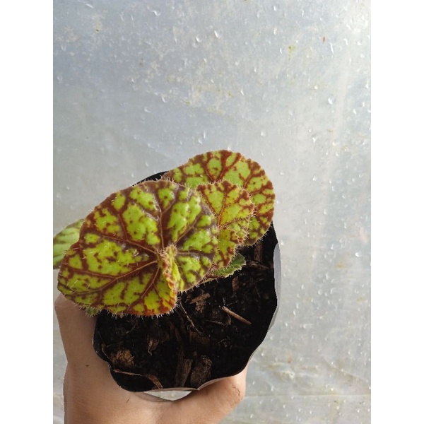 begonia keong madu