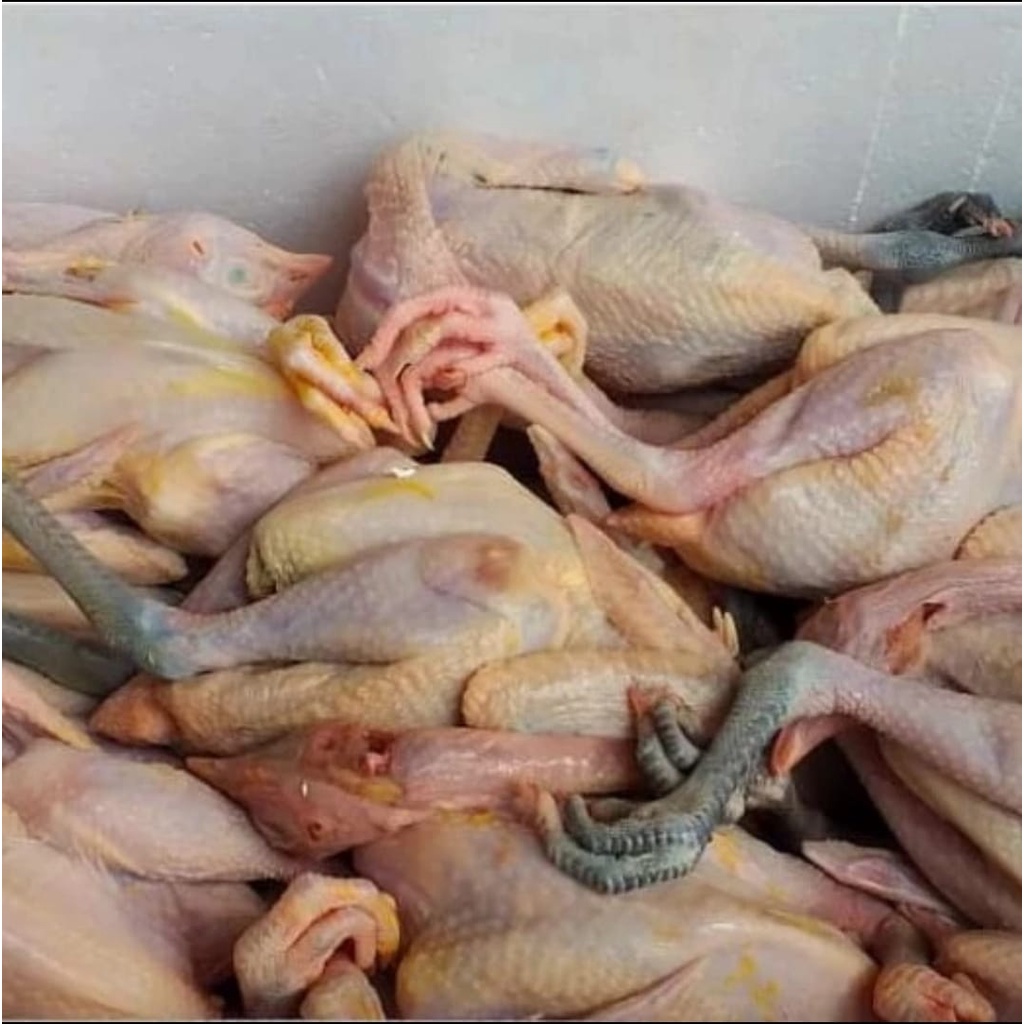 

Ayam Kampung 1 Ekor - 800 Gram