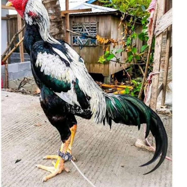 TERBARU  TELUR AYAM SHAMO JEPANG / AYAM ADUAN JEPANG SUPER BESAR