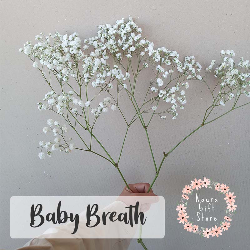 Bunga potong BabyBreath Asli fresh