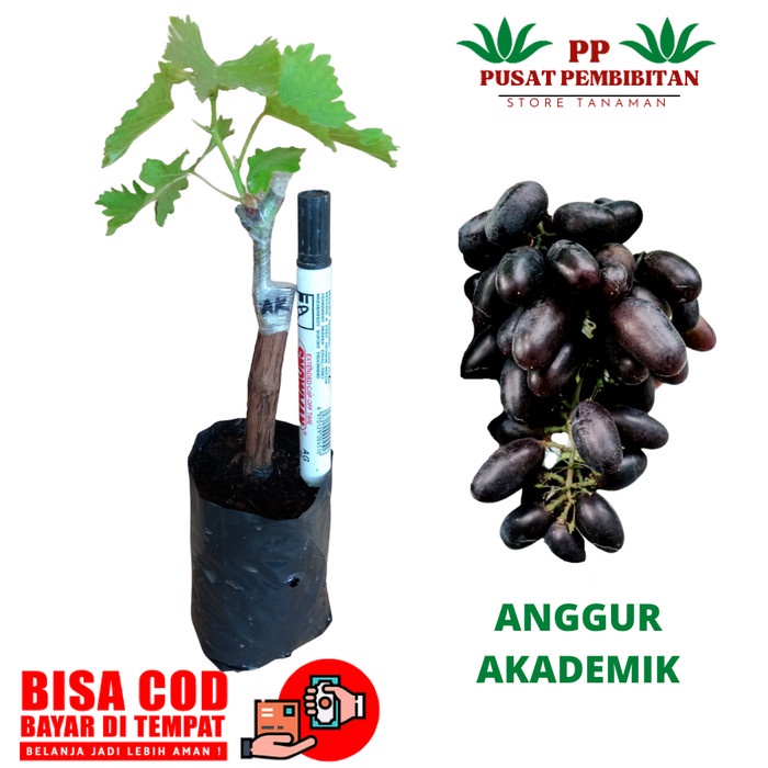 BATANG BESAR BIBIT ANGGUR IMPORT AKADEMIK TANAMAN ANGGUR AKADEMIK CCCC