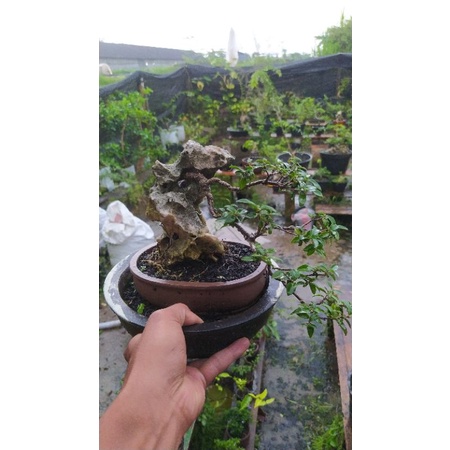 bonsai sakura mikro mame