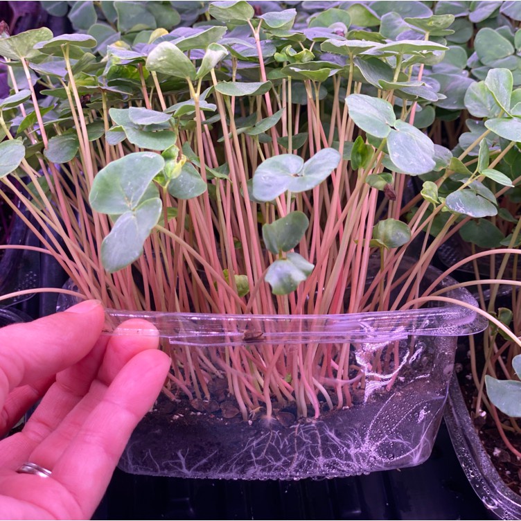 Benih Seribuan - 25 Bibit Microgreen Buckwheat Sprout Organik