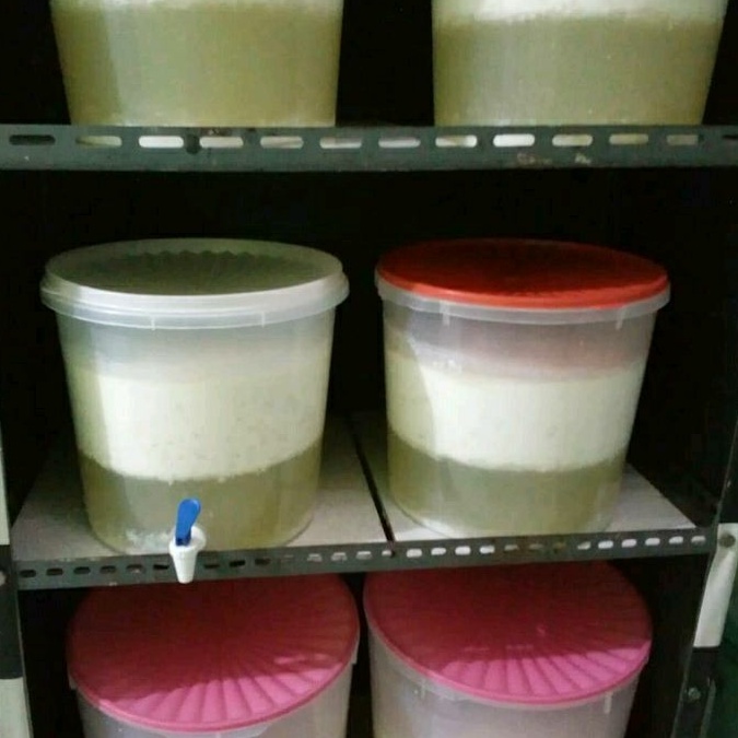 

RB22 Bibit Kefir Grains Kualitas Premium 100% Asli