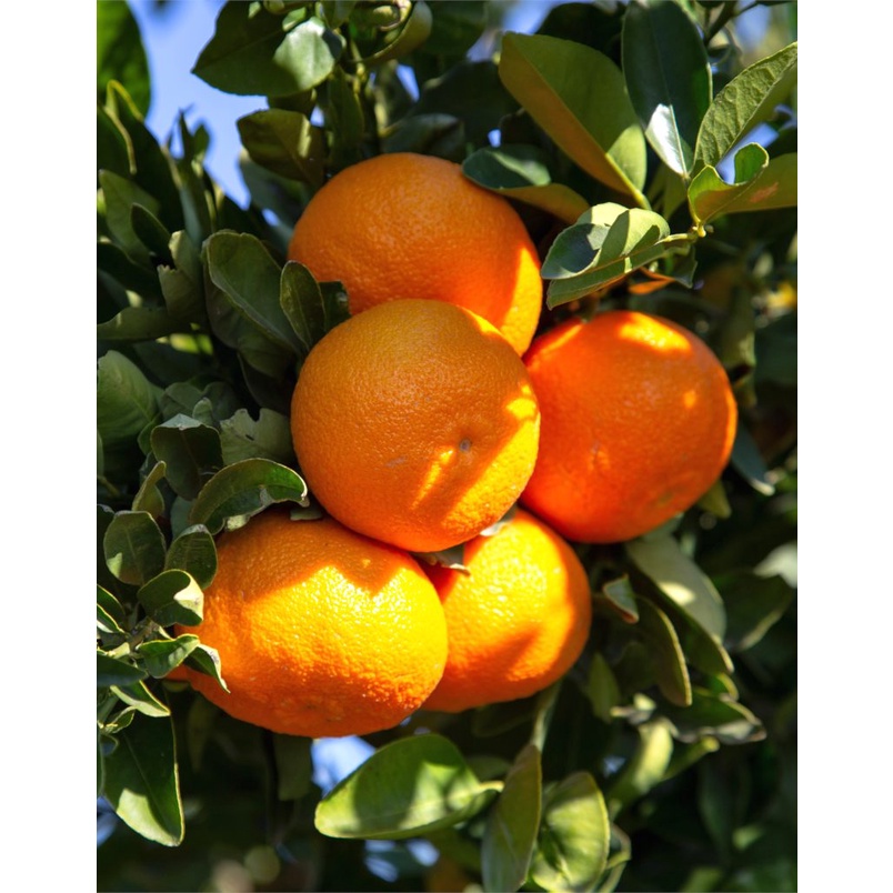 Benih Bibit Biji - Buah Jeruk Mandarin Orange Manis Jeruk Keprok Fruit Seeds - IMPORT