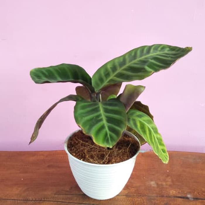 Tanaman Hias Calathea Kipas Dewa / Zebrina - Kalatea Zebrina