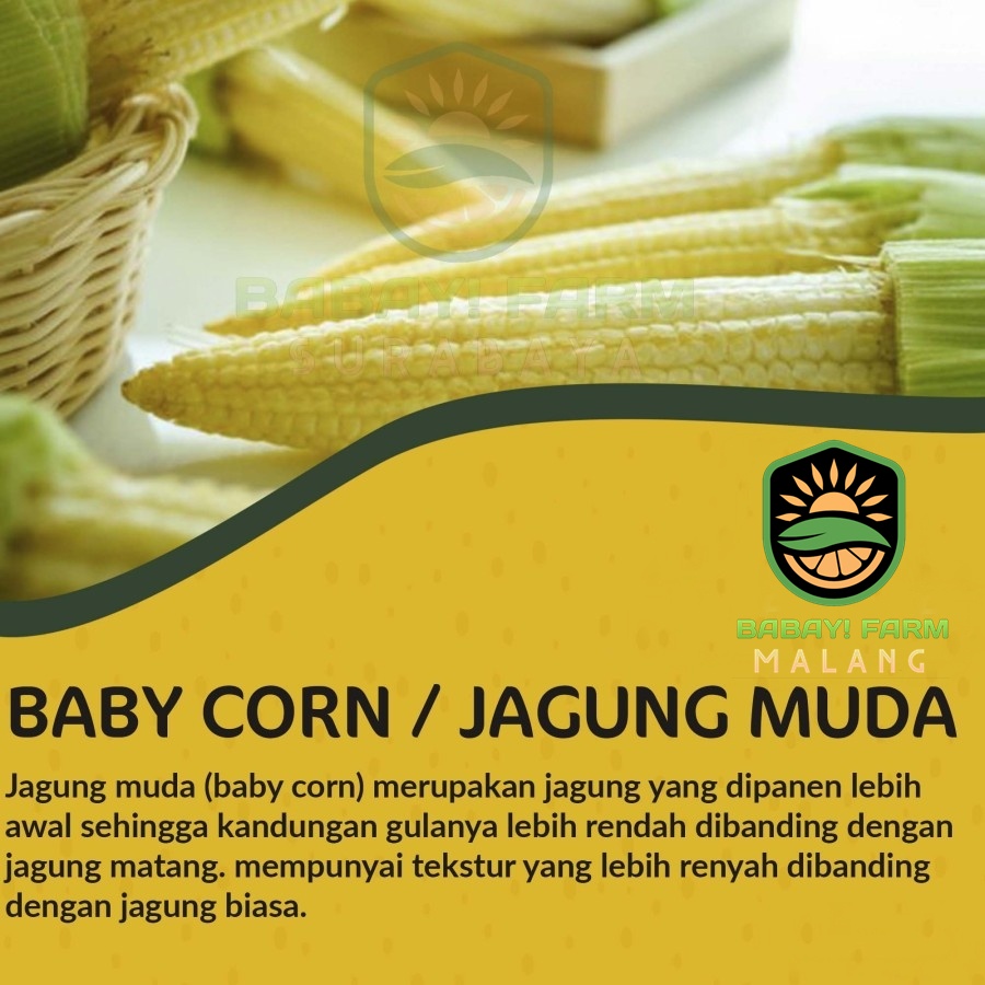 

Jagung Muda / Baby Corn / Jagung Acar / Janten / Putren