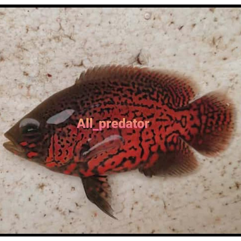 Hiasan oscar tiger black 9-10 km