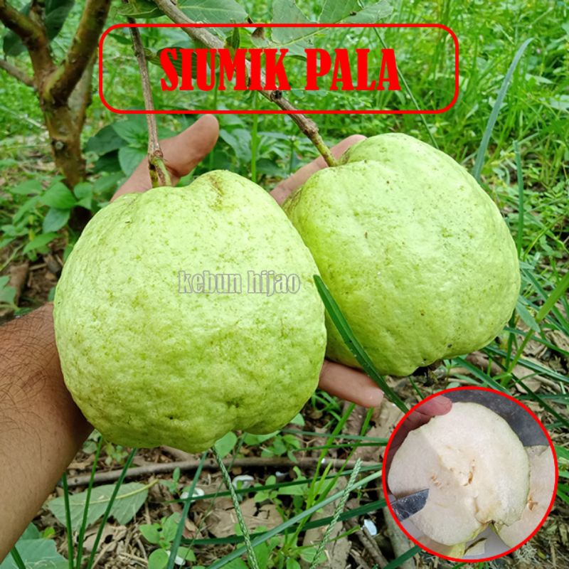 Bibit Fresh Cangkok Jambu Siumik Pala | Jambu Kristal Madu