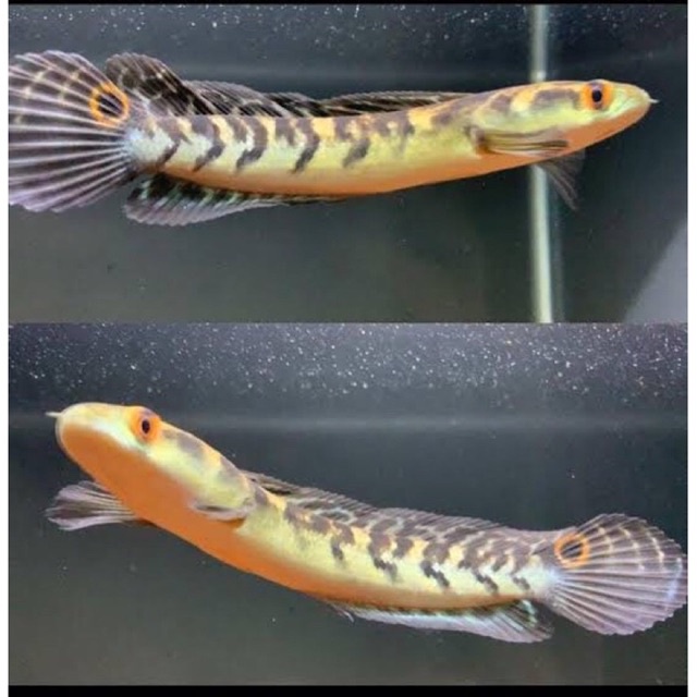 Ikan Channa Maru Yellow Sentarum size 11-13 cm Channa YS Bercabung Dan Bar Tebal Genetik Bagus Premi