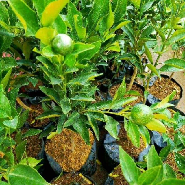 Harga Termurah Bibit Jeruk Santang Madu Berbuah