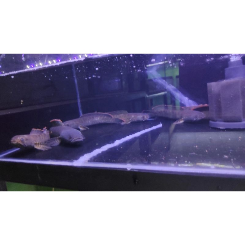 Limbata Pair (bahan sepasang) 17cm rim tebal