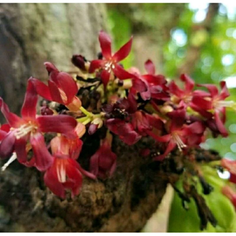 

Bunga Belimbing Wuluh Segar 100 gram Murni Tanpa Daun Dan Buahnya