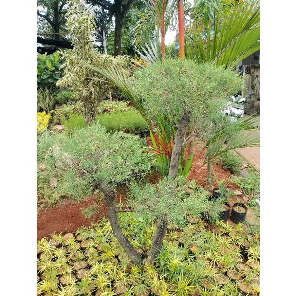 Pohon Bonsai Cemara Udang 1 Meter