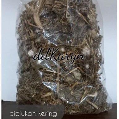 

Hot Sale.. 1 kg 1kilo 1000gr Ciplukan kering / cecenet kering IS8