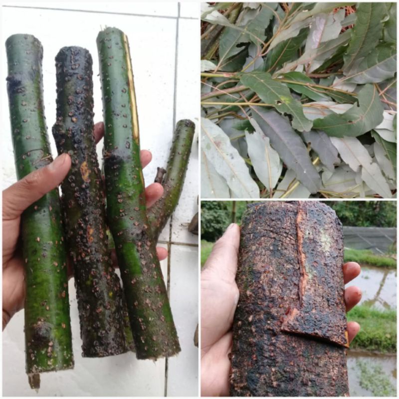 

Paket batang,kulit,daun kayu lemo segar