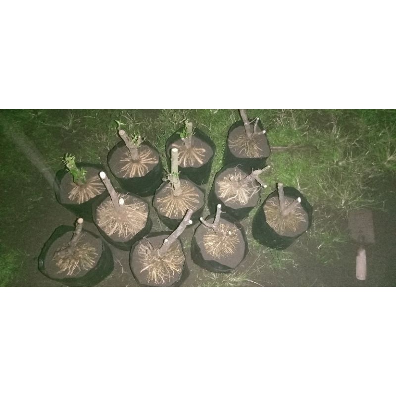 bahan bonsai anting putri prokar