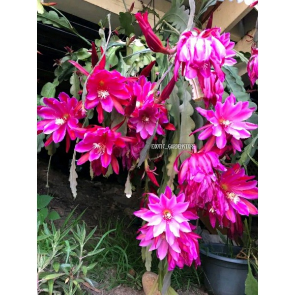 Tanaman wijaya kusuma hybrid(Epiphyllum ASTRONAUT) asli import bergaransi sampai mekar berbunga