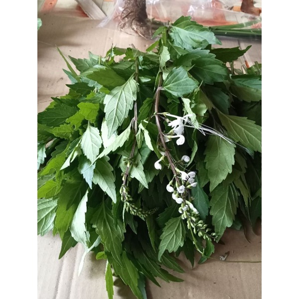 

daun kumis kucing segar 500gr
