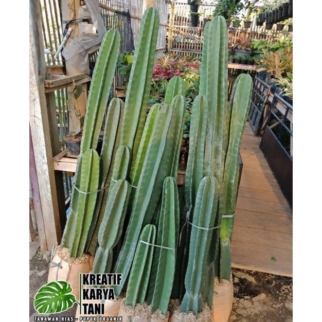 Tanaman kaktus koboi kaktus belimbing tinggi 1 meter