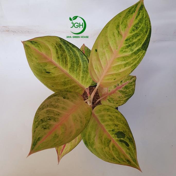 Aglonema Golden Siam