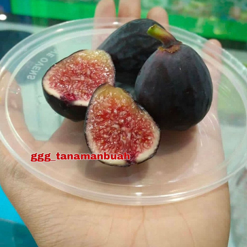 Bibit Buah Tin Negrone Super Cepat Berbuah