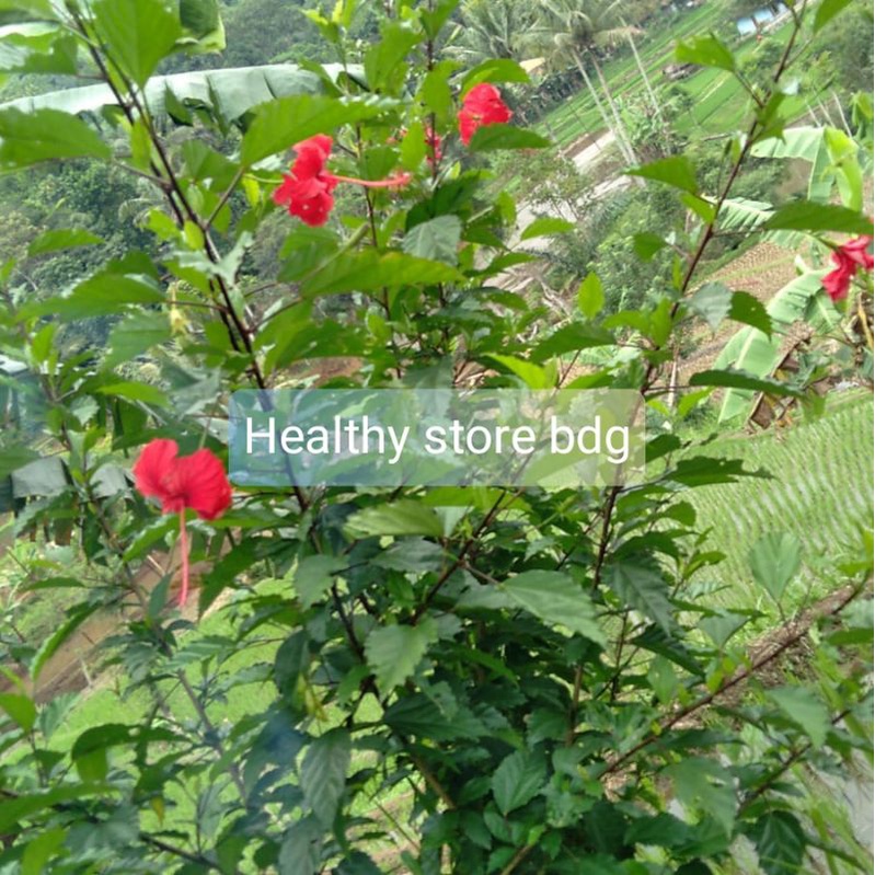 

Daun Bunga Sepatu Atau Kembang Sepatu Segar Per 500 Gram