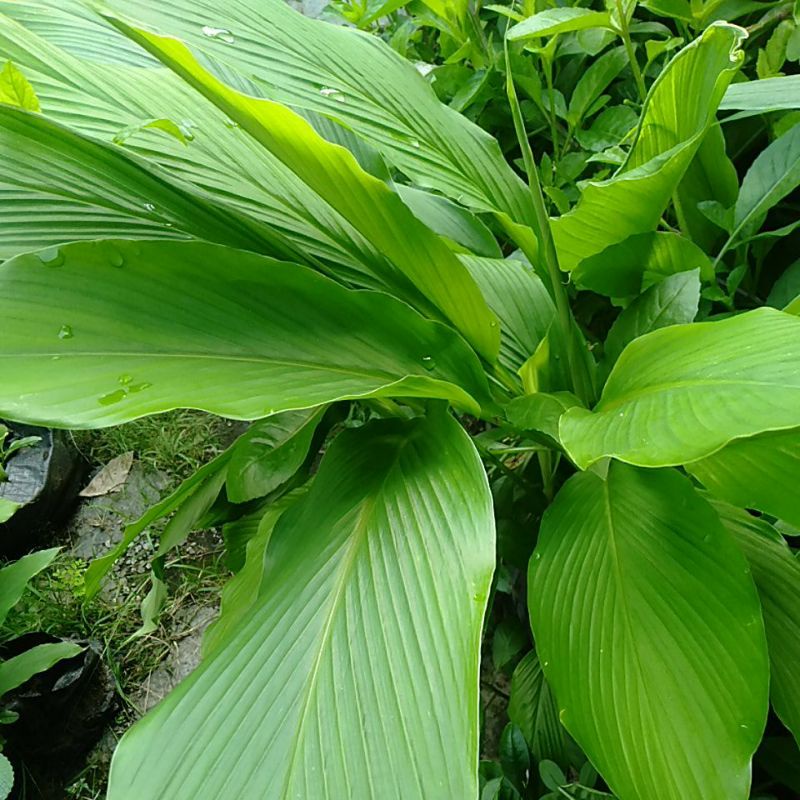 

Daun Kunyit Kunir petik segar minim order 10helai @ helai