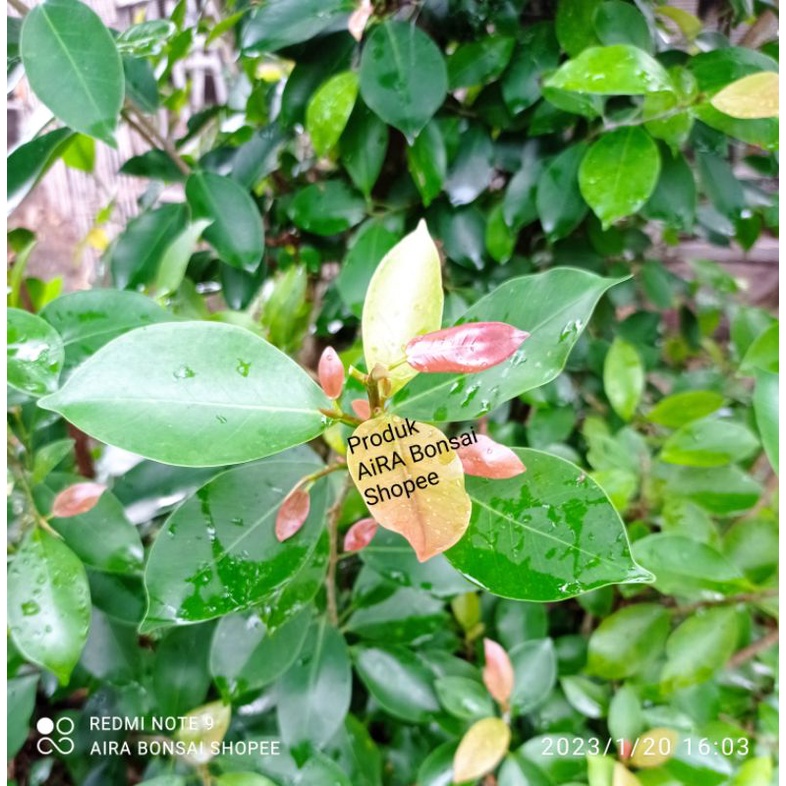 bahan bonsai  iprik pucuk merah subur