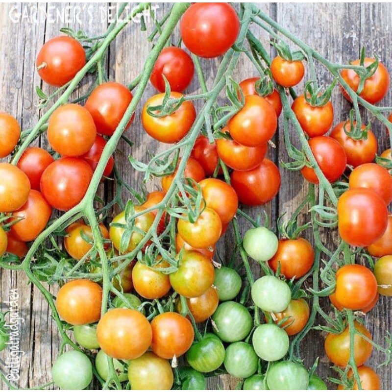 

TOMAT RAMPAI SEGAR KHAS LAMPUNG 500gr 3,3000