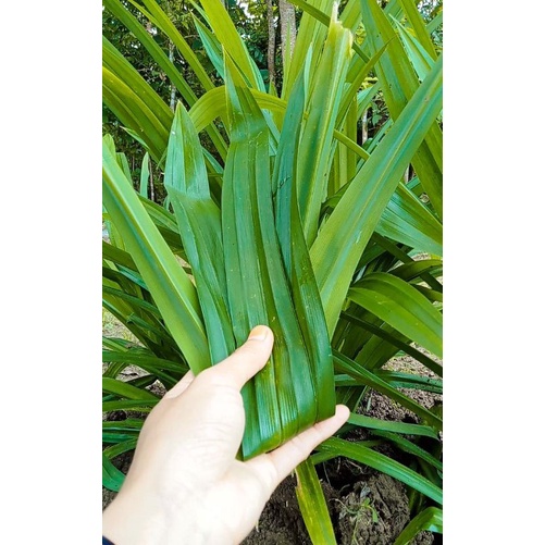 

DAUN PANDAN SEGAR / 15 LEMBAR DAUN PANDAN