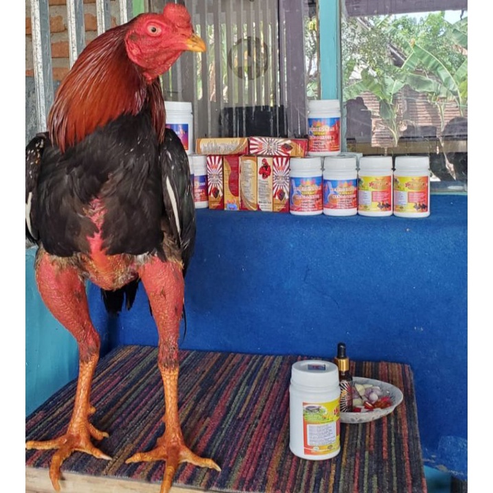 Paket rawatan ayam unggulan | perawatan awal | Jamu mbah suro | Paket Lebih Hemat